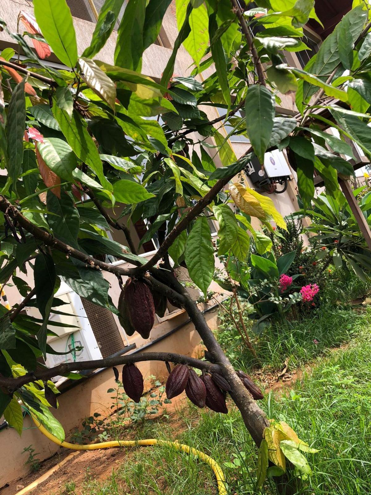 Hotel Pousada E Rooftop Abelha Cacau Altamira  Εξωτερικό φωτογραφία